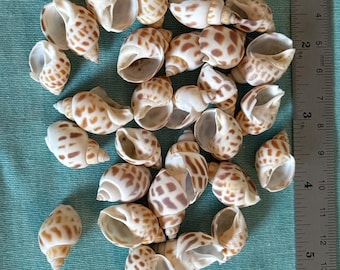 Conchas de cangrejo ermitaño: Juego de 30 conchas Babylon (aberturas de menos de 5/8 de pulgada)