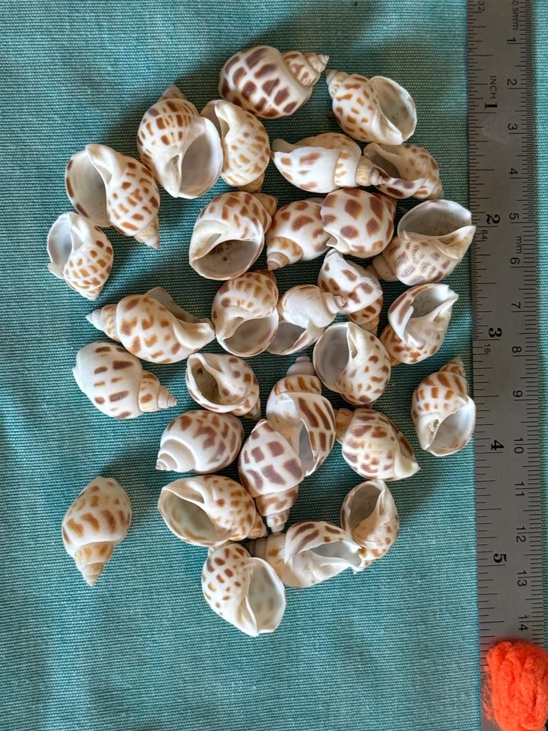 Shell On Ruler Hermit Crab Shells: Babylon Shells Set of 30 (under 5/8 Inch Openings ...