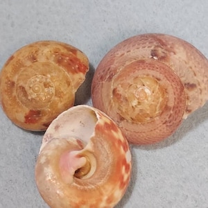 Umbonium guamensis umbonium rosado 1/2 - 3/4 pulgada 25 piezas