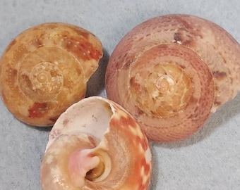 Umbonium guamensis umbonium rosado 1/2 - 3/4 pulgada 25 piezas