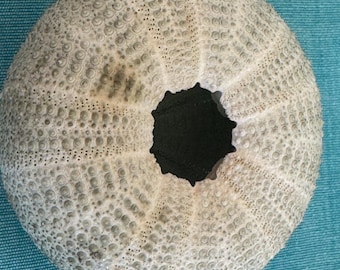 Conjunto de 4 piezas de erizo de mar verde