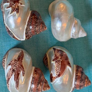 Könnte beinhalten: Vier dekorative Muscheln mit schimmerndem Perlmuttglanz. Zwei Muscheln weisen ein braunes Blattmuster auf, während die anderen beiden eine glatte, unverzierte Oberfläche haben. Die Muscheln haben eine braune, strukturierte Basis und liegen auf einer türkisfarbenen Oberfläche.