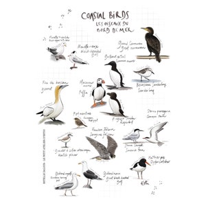Carte postale « oiseaux marins » - A6