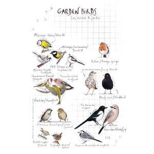ポストカード「庭の鳥」 - A6