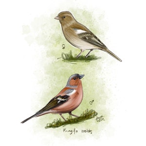 Carte postale "petit pinson" - A6