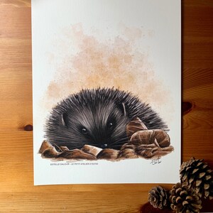 POSTER A4 - illustrazione naturalistica: simpatico riccio