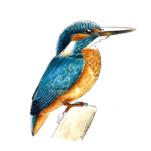 Carte carrée " Martin pêcheur " 15x15cm