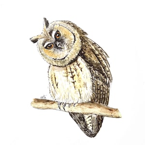 Carte carrée " Hibou moyen duc " 15x15cm
