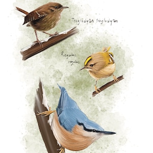 Carte postale "oiseau des bois" - A6
