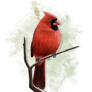 Carte postale " Cardinal rouge " - A6
