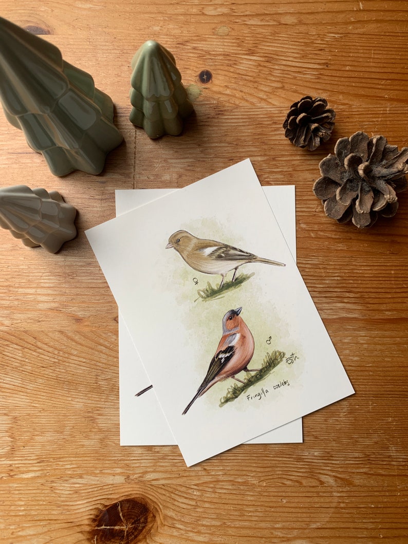 Carte postale "petit pinson" - A6 image 3