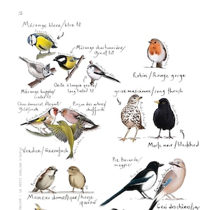 Postkarte &quot;Gartenvögel&quot; - A6