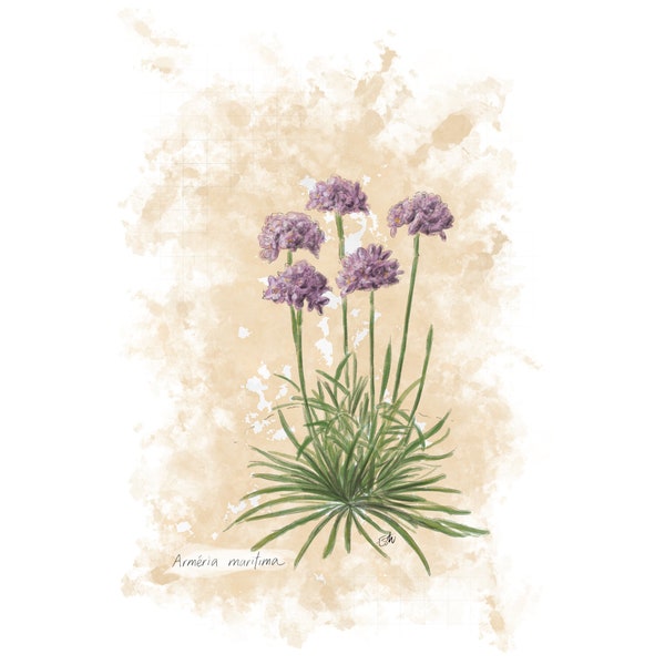 Card " the sea thrift" A6