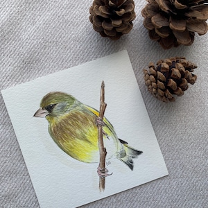 Originales ornithologisches Aquarell - Europäischer Grünfink