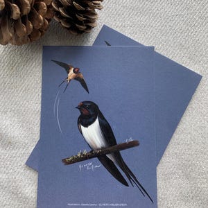 Carte postale "la belle hirondelle" - A6