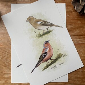 Carte postale "petit pinson" - A6 image 2