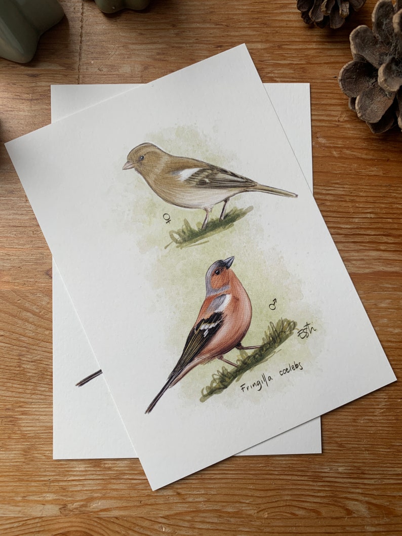 Carte postale "petit pinson" - A6 image 2