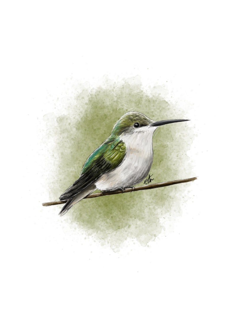 Carte postale "Hummingbird" - A6 image 1