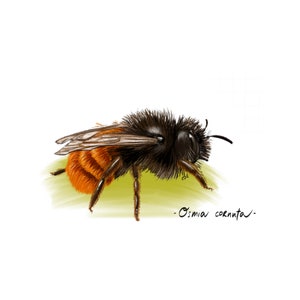 Carte postale "Osmie cornue" - A6