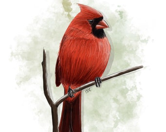 AFFICHE A4 - Illustration naturaliste - Red cardinal