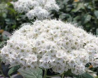 Amazon Com Double Play Big Bang Spirea Hardy Flowering Shrub