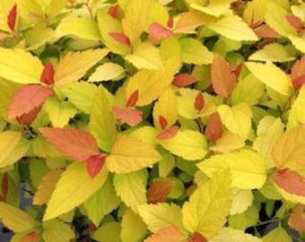 Spiraea Etsy