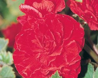Weigela Sonic Bloom Pink Buy Weigela Shrubs Online