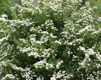 Proven Winners Colorchoice Plant Of The Week Plant Of The Week