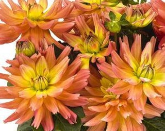 Quality healthy plants delivered right to your by NURSERYSTOCK