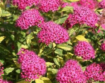 Spiraea Etsy