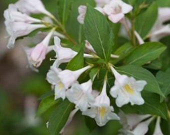 Washingtongardener Bloom Day Weigela Why Not