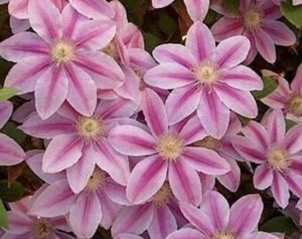 Proven Winners Colorchoice Plant Of The Week Plant Of The Week