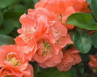 Chaenomeles Cultivar Stock Photos Chaenomeles Cultivar Stock