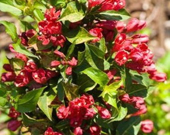 Proven Winners Colorchoice Plant Of The Week Plant Of The Week