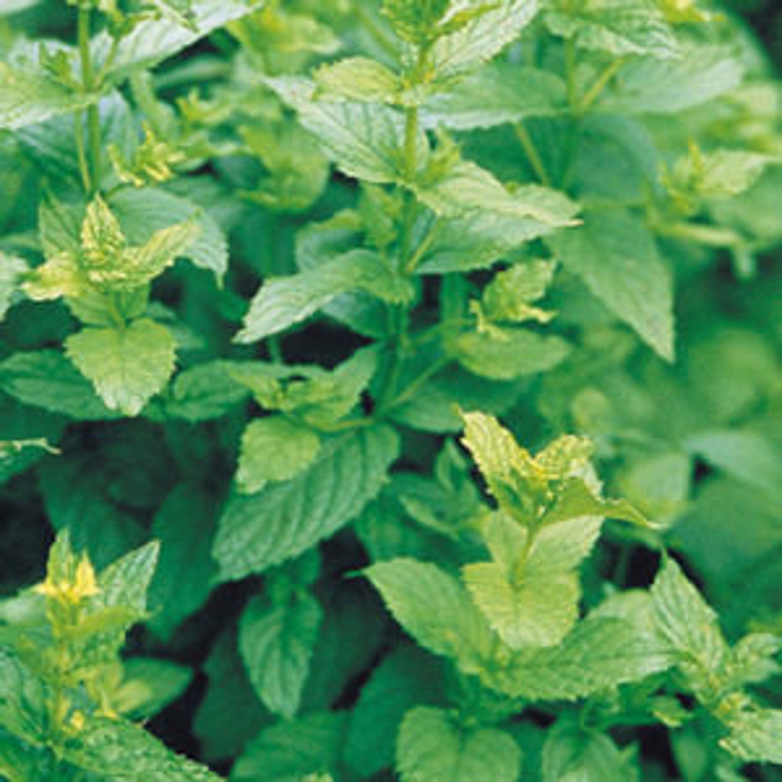 Mint Peppermint 4 1/2 Pot Edibles Etsy