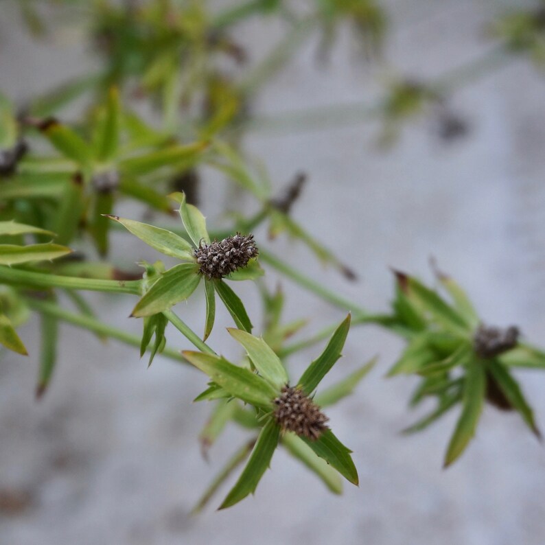 Culantro Seeds Recao Eryngium foetidum Etsy.de