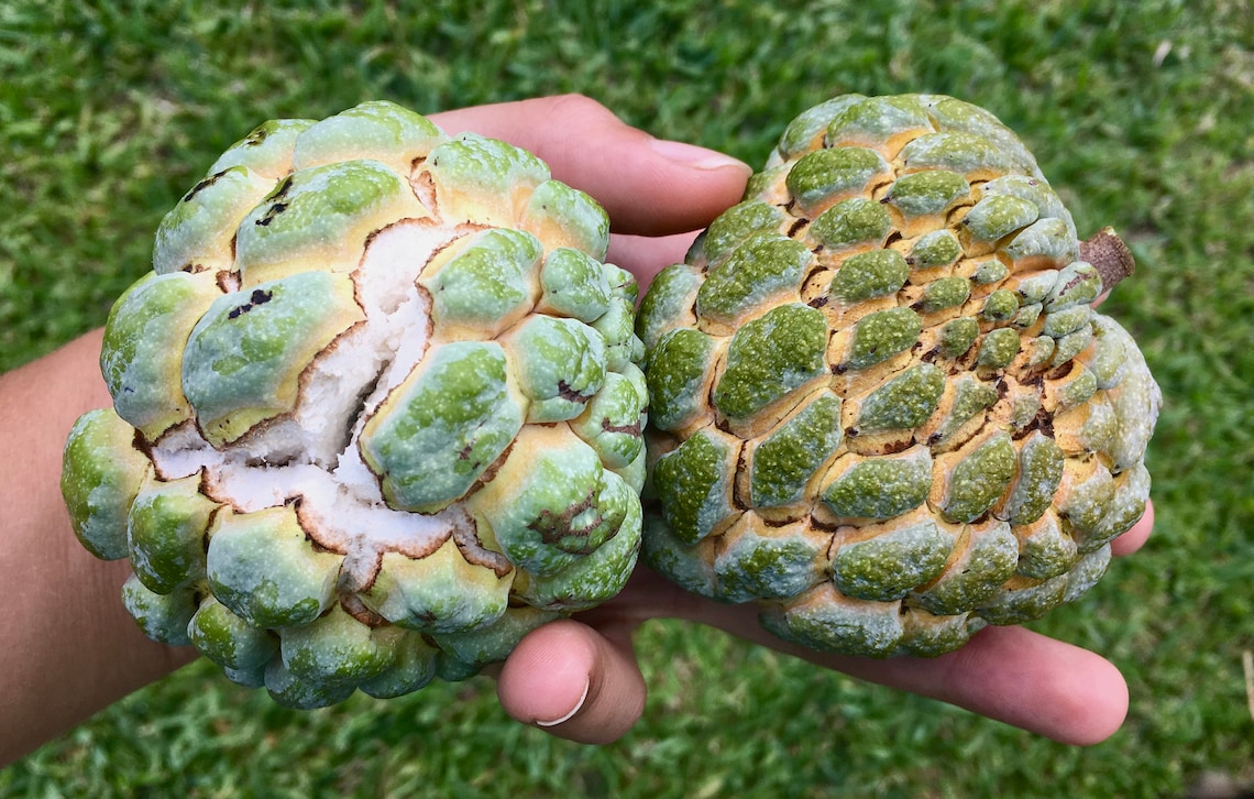 20 Sugar Apple Seeds Sweetsop/Anón Annona squamosa NOW Etsy