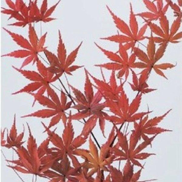 Preserved Flower Japanese Maple Short - Red