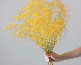 Preserved Flower Super Soft Mini baby&#39;s breath - Yellow/White (@in stock)