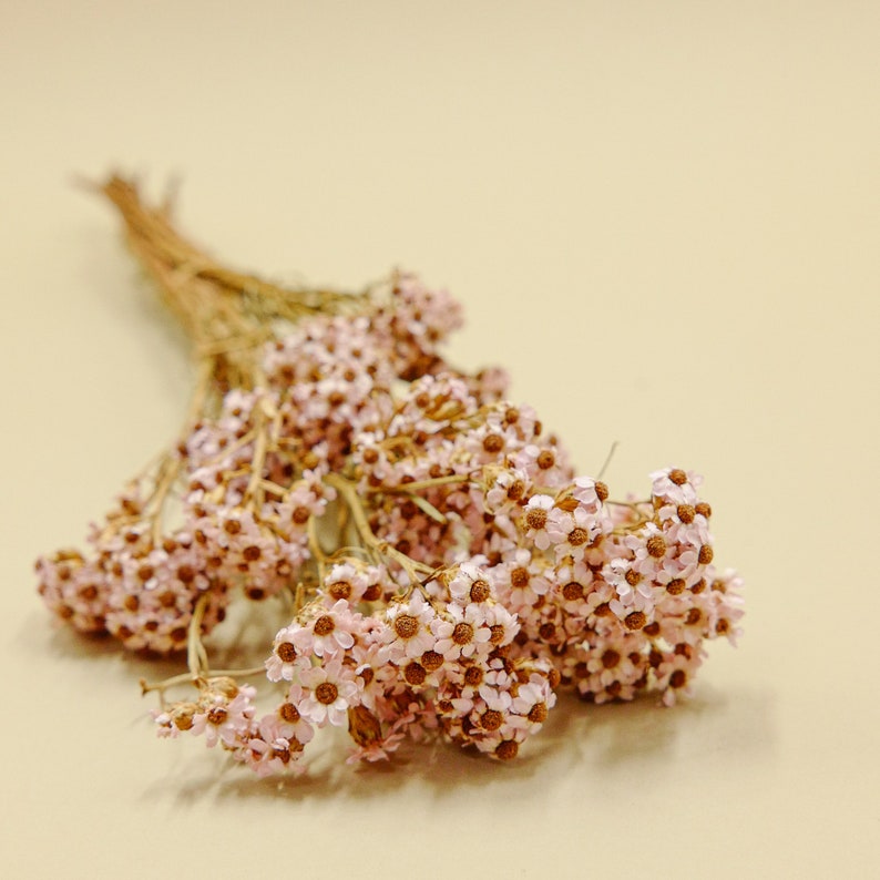 Bridal Pink Dried Flower SA Daisy