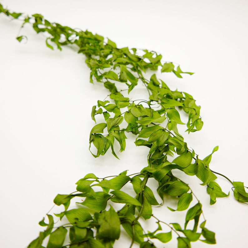 Preserved Flower Smilax Green image 1