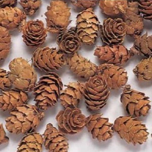 Dried Nuts&Fruits Mini Tsuga Hemlocks - Natural