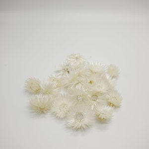 Dried Flower Silver Daisy Head - White