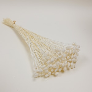 Dried Flower Amarely Flower - White