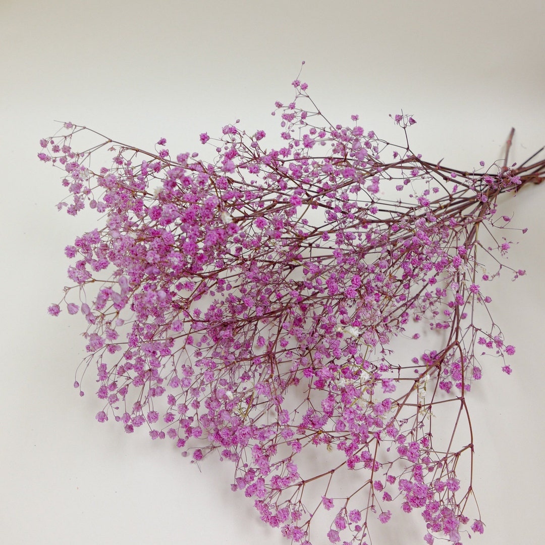 Preserved Flower Gypsophila Overtime Pink Etsy