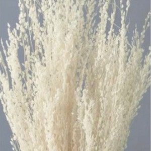 Dried Flower Star Grass - Off White