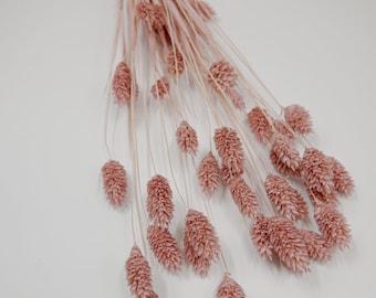 Dried Flower Phalaris - Cloud Pink