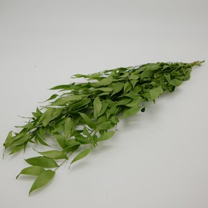 Preserved Flower Italian Ruscus -Fresh Green