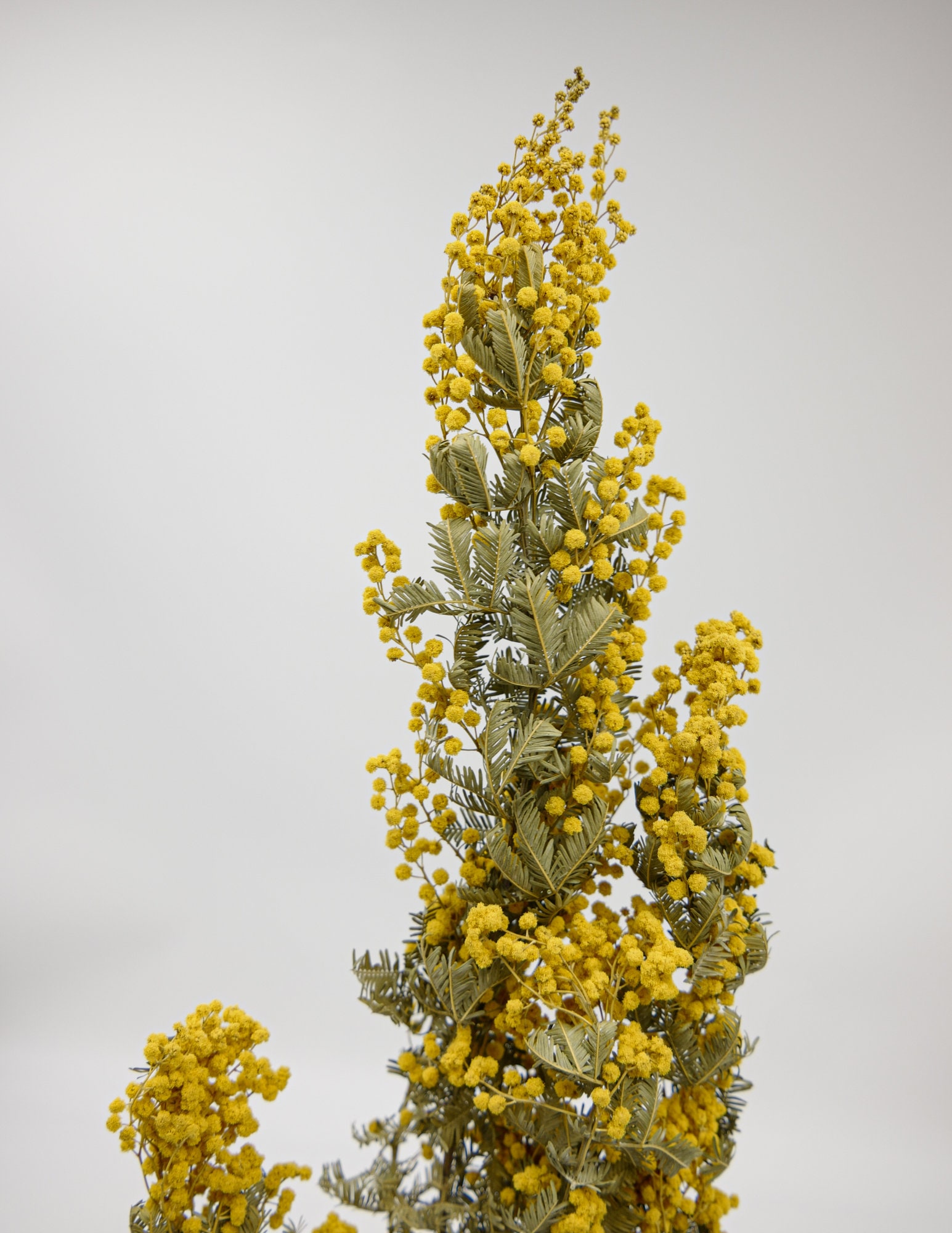 Dried Flower Mimosa Natural Yellow Etsy