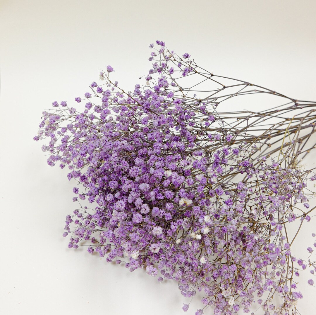 Preserved Flower Gypsophila Overtime Purple Etsy